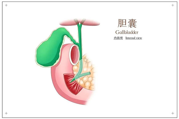 患有胆结石，不想切胆怎么办？